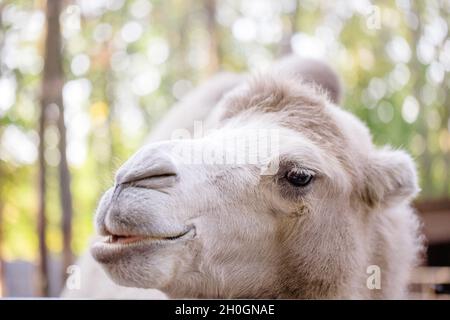 Kamel in die Kamera schauen. Nahaufnahme Porträt von Kamel Stockfoto