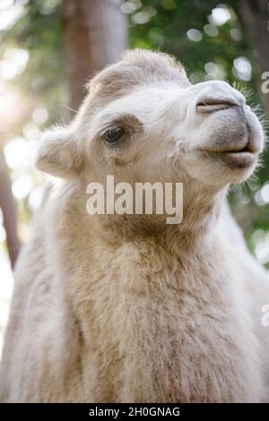 Kamel in die Kamera schauen. Nahaufnahme Porträt von Kamel Stockfoto