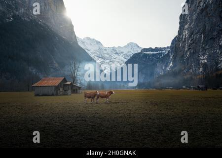 Zwei Kühe in einem Tal mitten in den Alpen - Lauterbrunnen, Schweiz Stockfoto