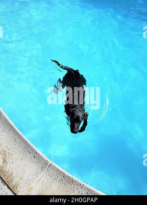 Schwarzer Labrador im Pool Stockfoto