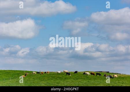 Rindervieh auf dem Feld bei Cliffs of Moher (Aillte an Mhothair), Lahinch, County Clare, Republik Irland Stockfoto