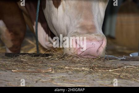 Nahaufnahme der Kuhschnauze, während man Heu von der Krippe auf der Ranch isst Stockfoto