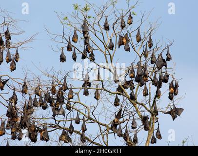 Gruppe von Fledermäusen (fliegende Füchse), die auf Ästen in Sri Lanka ruhen Stockfoto