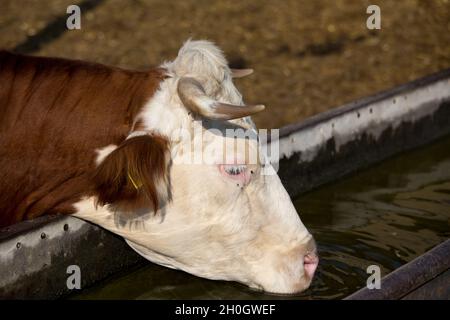 Nahaufnahme des Kuhwassers aus dem Stausee auf dem Bauernhof Stockfoto