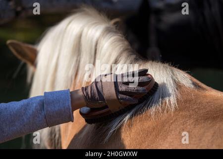 Nahaufnahme der Hand des Kindes mit Handschuhen, die die Bürste halten und das Ponypferd pflegen Stockfoto