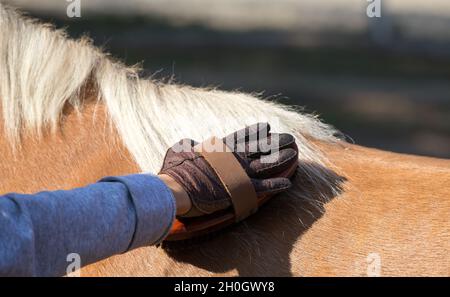 Nahaufnahme der Hand des Kindes mit Handschuhen, die die Bürste halten und das Ponypferd pflegen Stockfoto