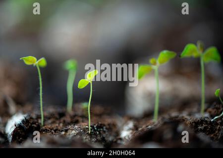 Eine Reihe von Sämlingen. Stockfoto