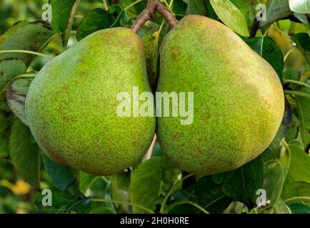 Birne 'Doyenne du Comice', Pyrus communis, Birnen, Obst, gesunde Ernährung, Stockfoto