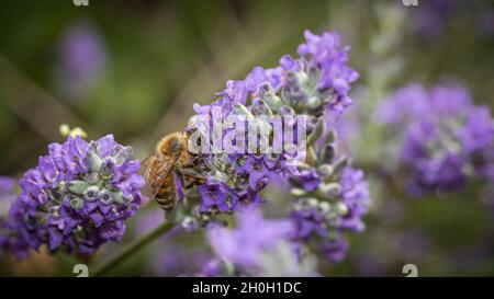 Kleine Honigbiene bestäubt auf violette Blume Stockfoto