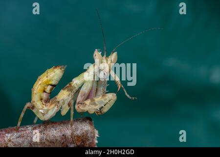 Makrobild einer Gottesanbeterin (Creobroter gemmatus) Stockfoto