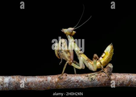 Makrobild einer Gottesanbeterin (Creobroter gemmatus) Stockfoto