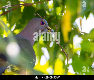 Natur Wildtier Vogel Rosa-Hals-grüne Taube mit Mund hält einen Baum Äste Stockfoto