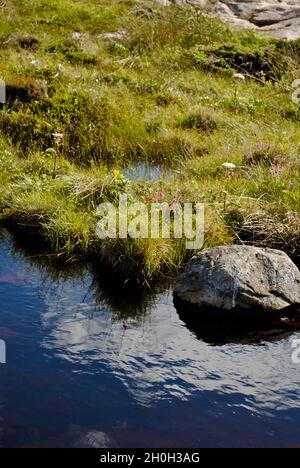 Süßwasserteich auf der Insel im Fjällbacka-Archipel an der schwedischen Westküste Stockfoto