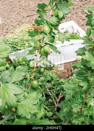 Vertikale Aufnahme einer wachsenden grünen Tomatenpflanze im Garten Stockfoto