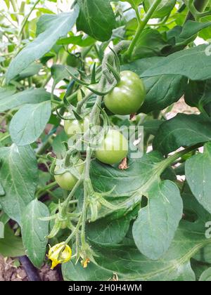 Vertikale Aufnahme einer wachsenden grünen Tomatenpflanze im Garten Stockfoto