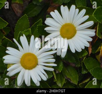 Wunderschöne Daisy Flowers wächst am Sandy Point Beach in West Haven, Connecticut Stockfoto
