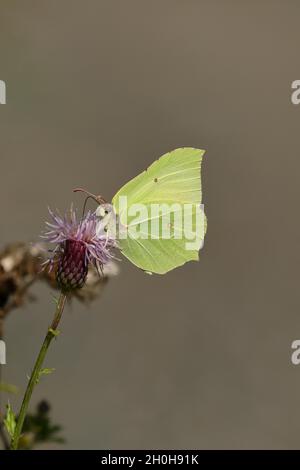 Schwefel (Gonepteryx rhamni) auf Distel sitzend, Nordrhein-Westfalen, Deutschland Stockfoto