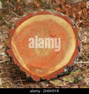 Querschnitt durch einen Baumstamm mit Jahresringen, Baumscheibe, Endkorn, einer europäischen Lärche (Larix dechidua), Rothaargebirge, Nord Stockfoto