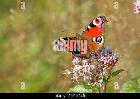 Europäischer Pfau (Aglais io) auf gewöhnliches Wasserkraut (Eupatorium cannabinum), Wilden, Nordrhein-Westfalen, Deutschland Stockfoto