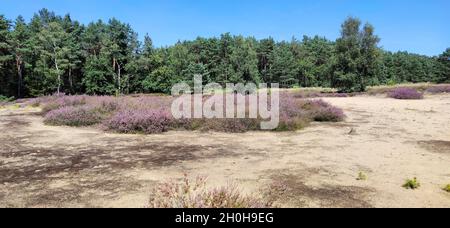 Buschige Gemeine Heide (Calluna vulgaris) mit Sanddünen in der Senne, Nordrhein-Westfalen, Deutschland Stockfoto