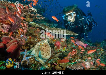 Ein Tauch mit Blick auf den Tintenfisch (Octopus vulgaris) neben Hyazinthe-Tafelkorallen (Acropora hyacinthus), Pazifischer Ozean, Komodo, Indonesien Stockfoto