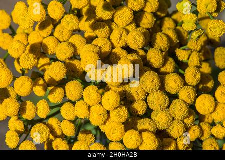 Blüten von Tansy (Tanacetum vulgare), Bayern, Deutschland Stockfoto