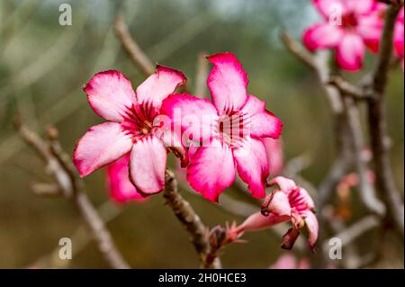 Blühender Baum in Eastern Equatoria, Südsudan Stockfoto