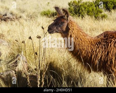 Brown lllama (Llama glama), Tiwanaku, Department of La Paz, Bolivien Stockfoto