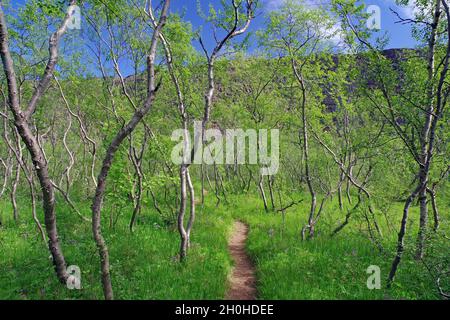 Enger Wanderweg führt durch einen kleinen Birkenhain, frisches Grün, Asbyrgi, Joekulsargljufur Nationalpark, Skandinavien, Island Stockfoto