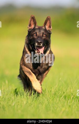 Deutscher Schäferhund Haushund (Canis lupus familiaris), erwachsen, männlich, laufend, frontal, Rheinland-Pfalz, Deutschland Stockfoto