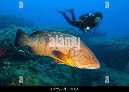 Beim Schwimmen mit dem Wasser und beim Blick auf Dusky Grouper (Epinephelus marginatus), Mittelmeer, Lavezzi-Inseln, Korsika, Frankreich Stockfoto