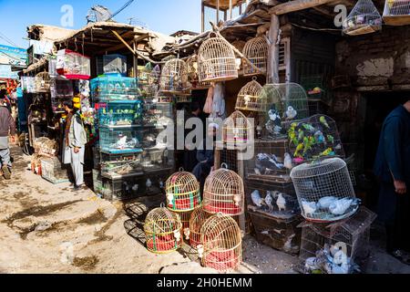 Vögel zu verkaufen, Bird Street, Kabul, Afghanistan Stockfoto