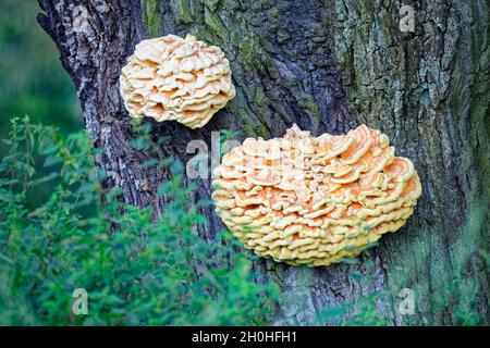 Schwefelpolypore (Laetiporus sulfureus), Fruchtkörper auf Eiche (Quercus), Luitpoldhain, Nürnberg, Mittelfranken, Franken, Bayern, Deutschland Stockfoto