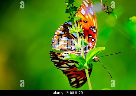 Ein fatillärer Schmetterling aus dem Golf (Agrulis vanillae) ernährt sich von einer Blume, 9. Oktober 2021, in Irvington, Alabama. Stockfoto