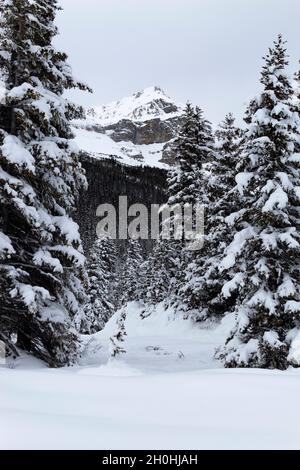 Schneebedeckte Bäume mitten im Winter, mit Berggipfeln im Hintergrund - aus den kanadischen Rocky Mountains in Nordegg, Alberta, Kanada Stockfoto