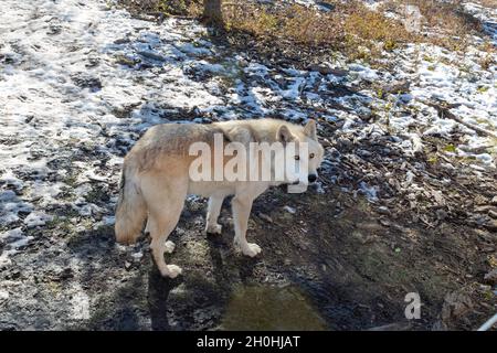 Schöner Wolfhund, der im Schnee in einem Schutzgebiet steht Stockfoto