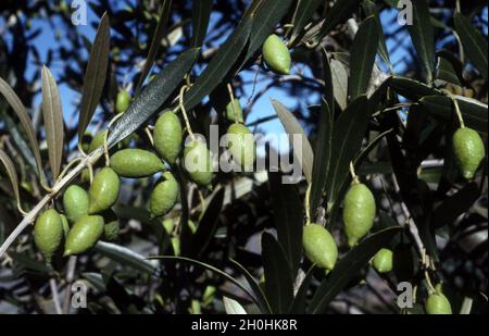 OLEA EUROPEA VAR. BARNEA. OLIVENFRÜCHTE NOCH GRÜN AUF DEM BAUM, NEUSEELAND. VAR. BARNEA IST EINE KOMMERZIELLE SORTE, DIE AUS ISRAEL STAMMT. Stockfoto