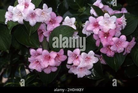 NAHAUFNAHME DER ROSA UND WEISSEN BLUMEN VON WEIGELA FLORIDA, DIE AUFGRUND IHRER TROMPETENFÖRMIGEN BLÜTEN ALLGEMEIN ALS FEEN-TROMPETEN BEKANNT SIND. SYDNEY, AUSTRALIEN. Stockfoto