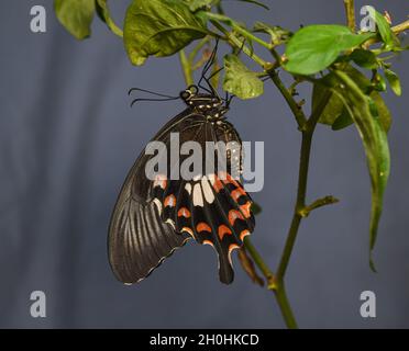 Frisch gedeckter Gemeine mormonenschmetterling (Papilio polytes), blauer Hintergrund Stockfoto