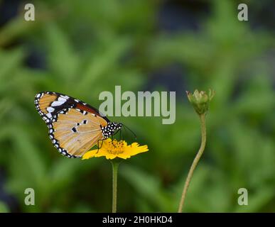Einfarbiger Tiger-Schmetterling auf gelber Blume, grüner Hintergrund Stockfoto