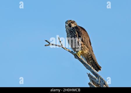 Jungtier Falcon in einem Baum Stockfoto