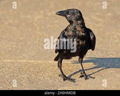Juvenile American Crow steht auf dem Boden Stockfoto