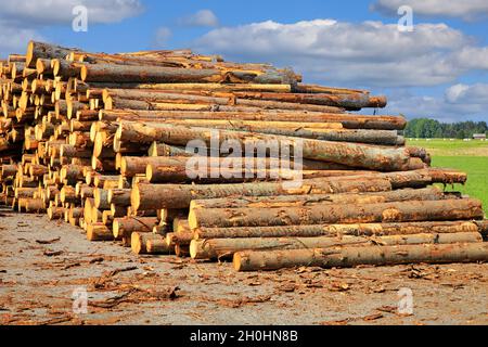 Großer Stapel von Fichtenstämmen am Sägewerk bei sommerlicher Sonneneinstrahlung. Stockfoto