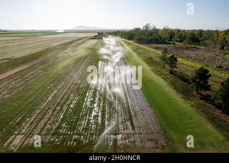 Eine Reihe von Bewässerungsrohren sprüht Wasser auf Gras auf einer Land-Rasenfarm neben Buschland Stockfoto