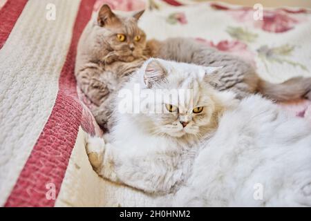Zwei britische Katzen, langhaarig und kurzhaarig, sitzen auf dem Bett Stockfoto