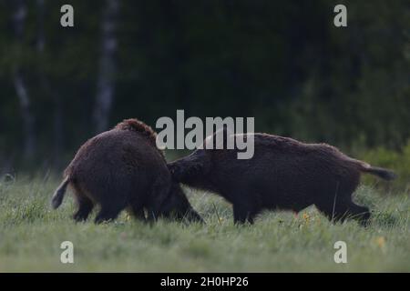 Wildschwein-Kampf. Wildschwein-Angriff. Stockfoto