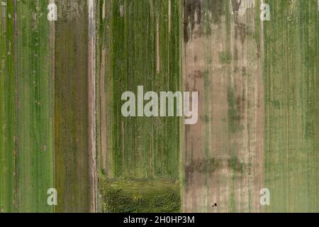 Blick direkt auf eine Rasenfarm aus einem hohen Drohnenaspekt - Luftlandschaftsmuster Stockfoto