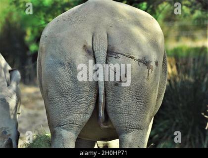 Weißes Nashorn im afrikanischen Reservat von Sigean-Frankreich Stockfoto