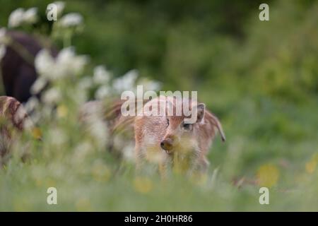 Wildschwein-Ferkel Stockfoto