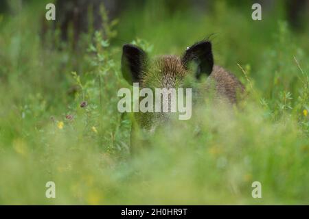 Wildschweine im Wald Stockfoto
